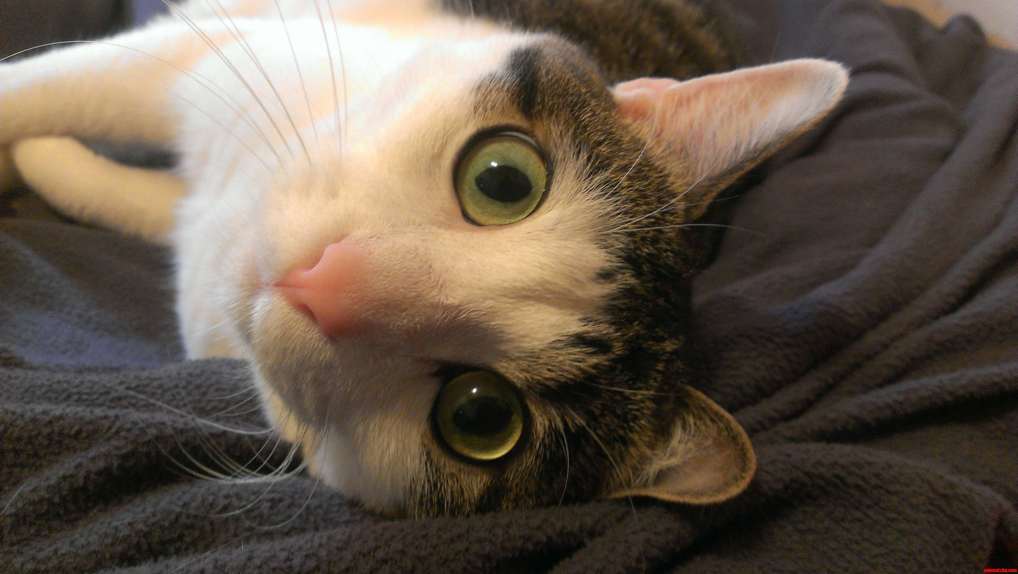 My Kitty Pepper