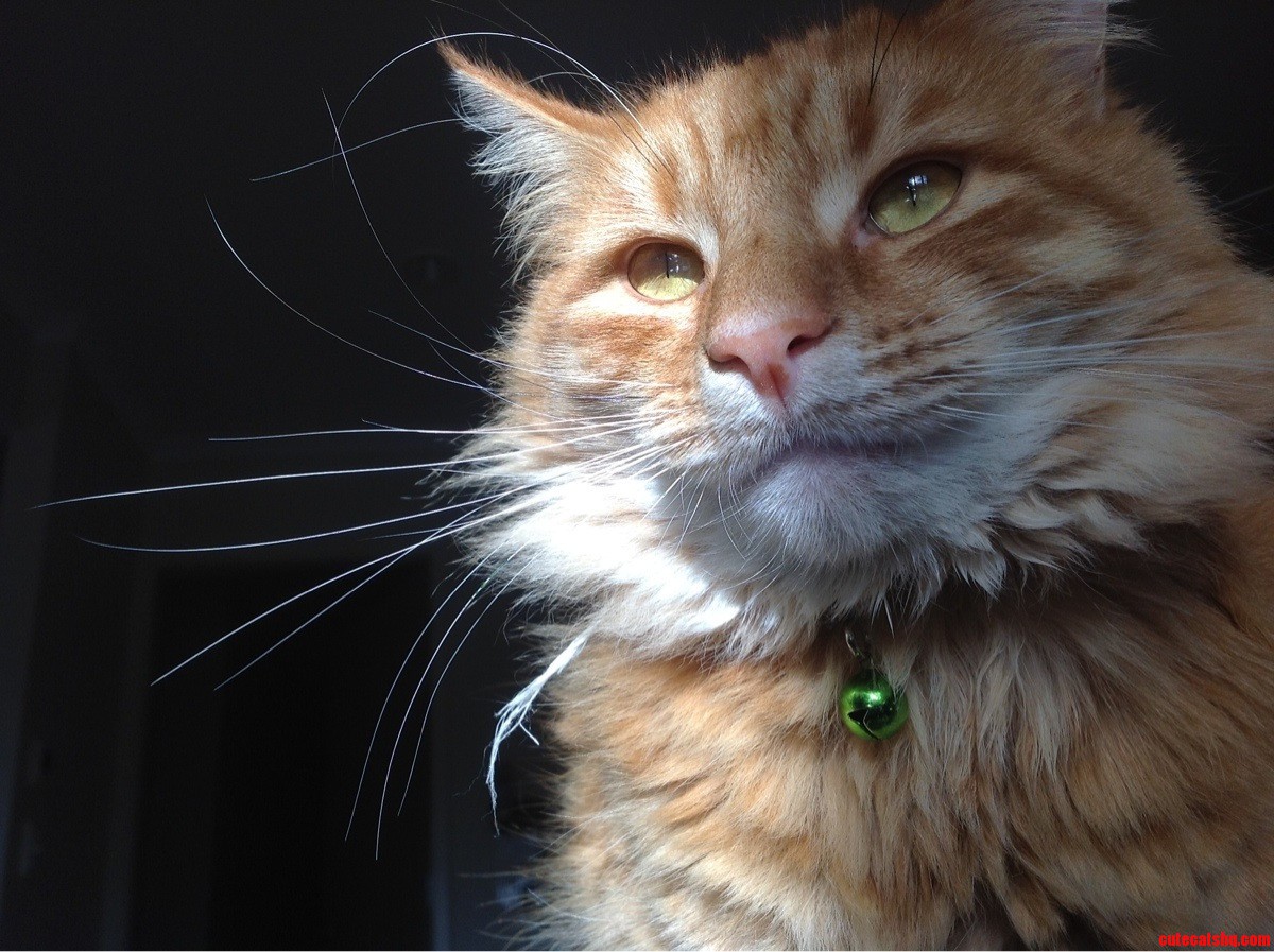 Never Knew How Regal My Cat Looked Till Now