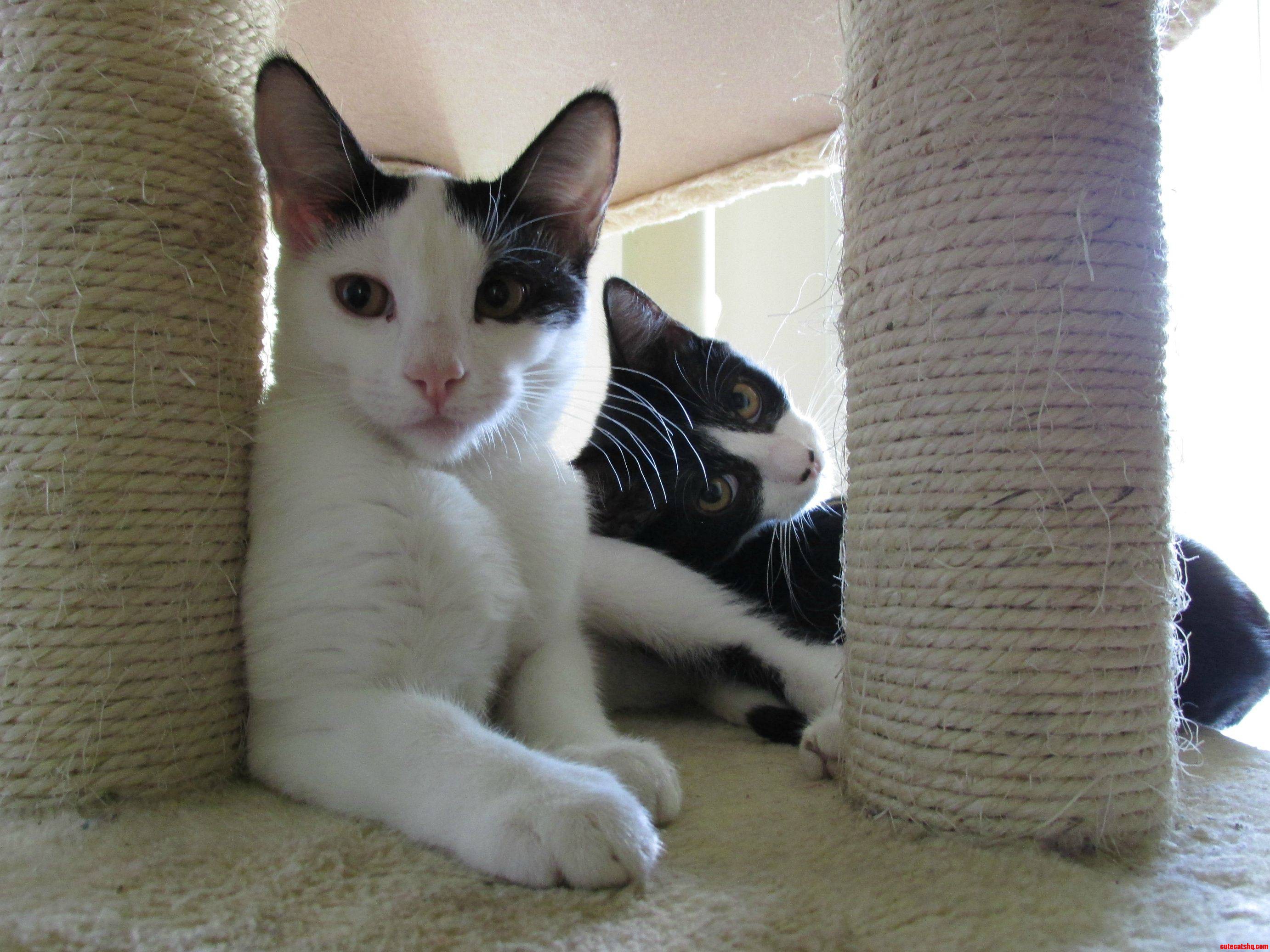 New Camera Arrived Today. of Course the First Thing I Do Is Take a Picture of My Little Rascals.