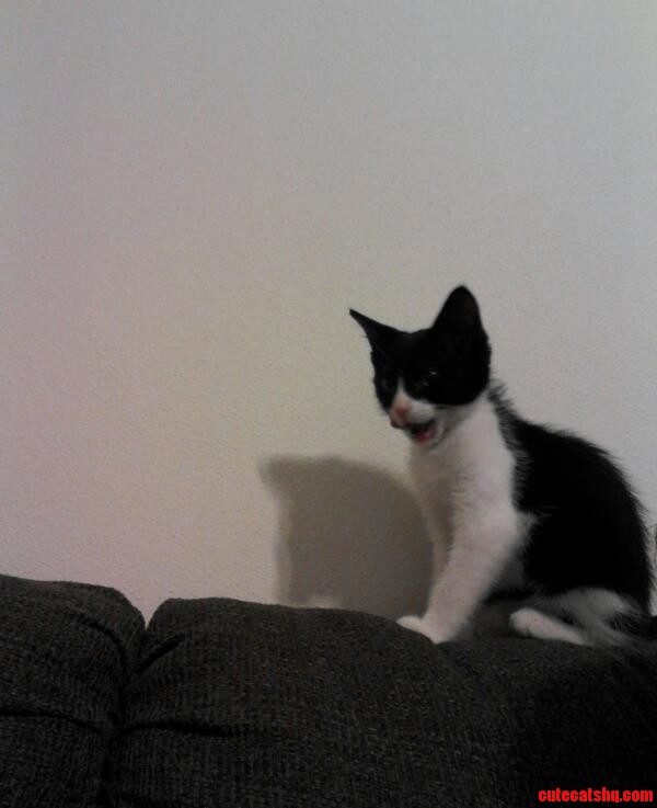 Newley Adopted 2 Month Old.bandit Mid Yawn