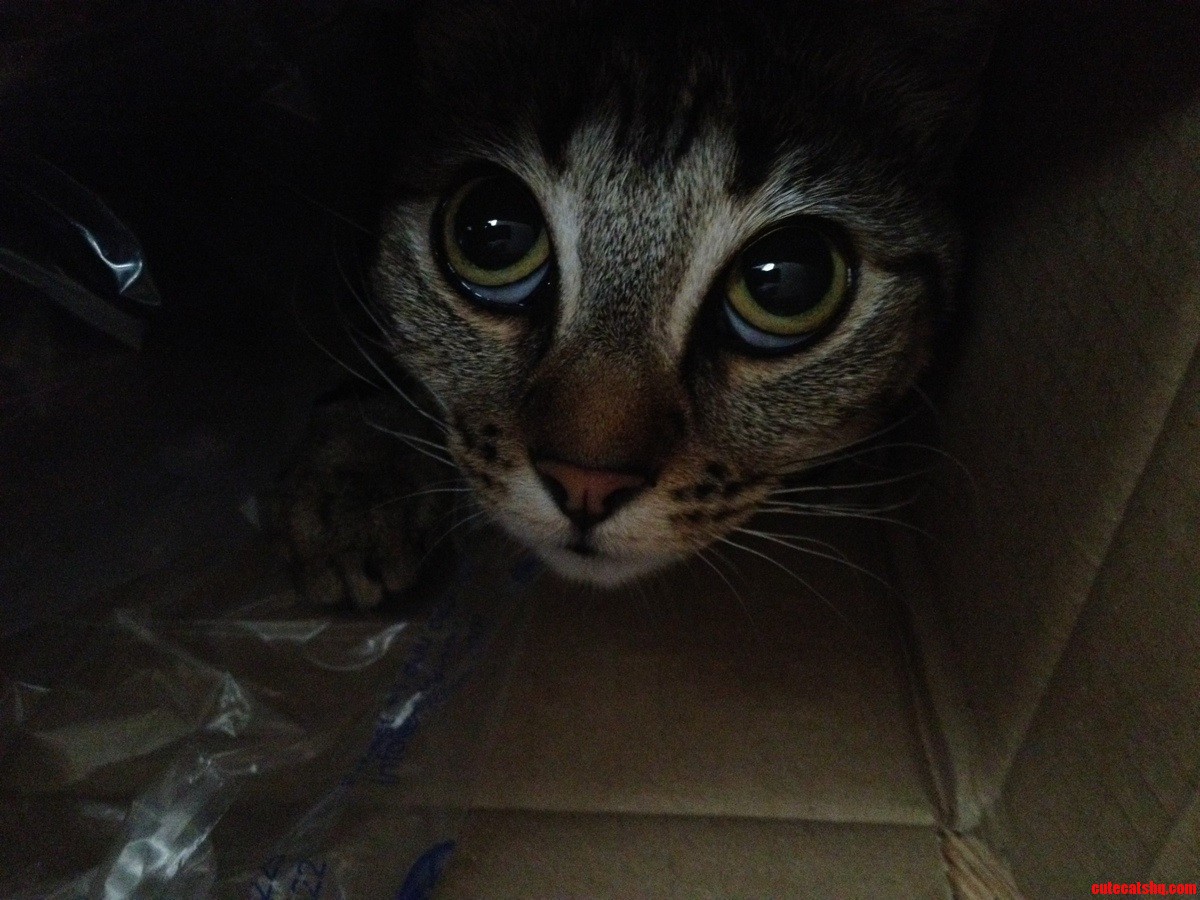 No  Dont Make Me Get Out the Box. Pleeeease