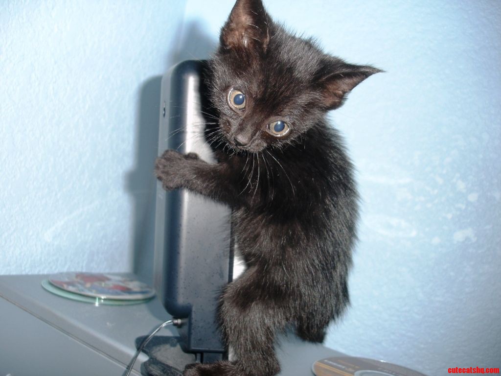 No Way  I Ain't Going   a Kitten Image of Halloween  a Bit Freaked Out -