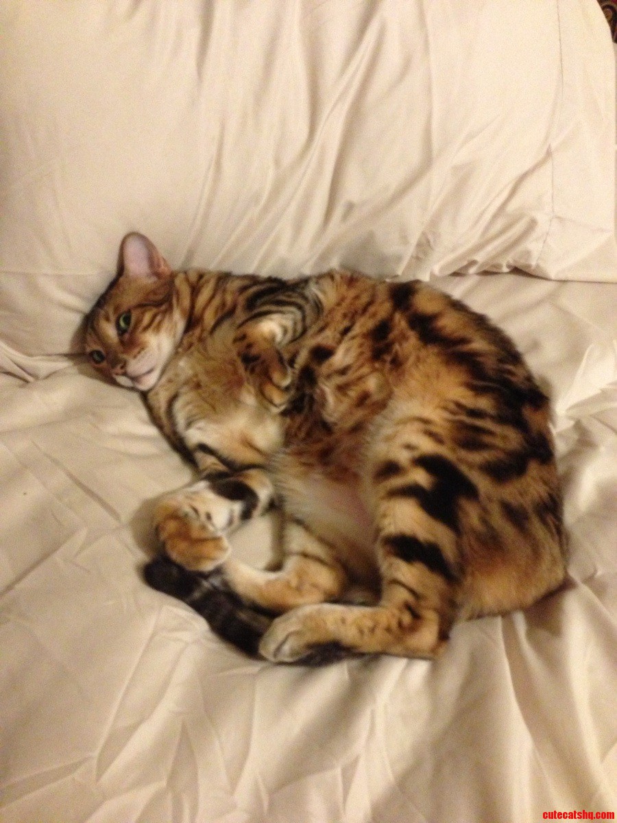Odin Is the Master of Lazy and Taking Up Half of My Bed.