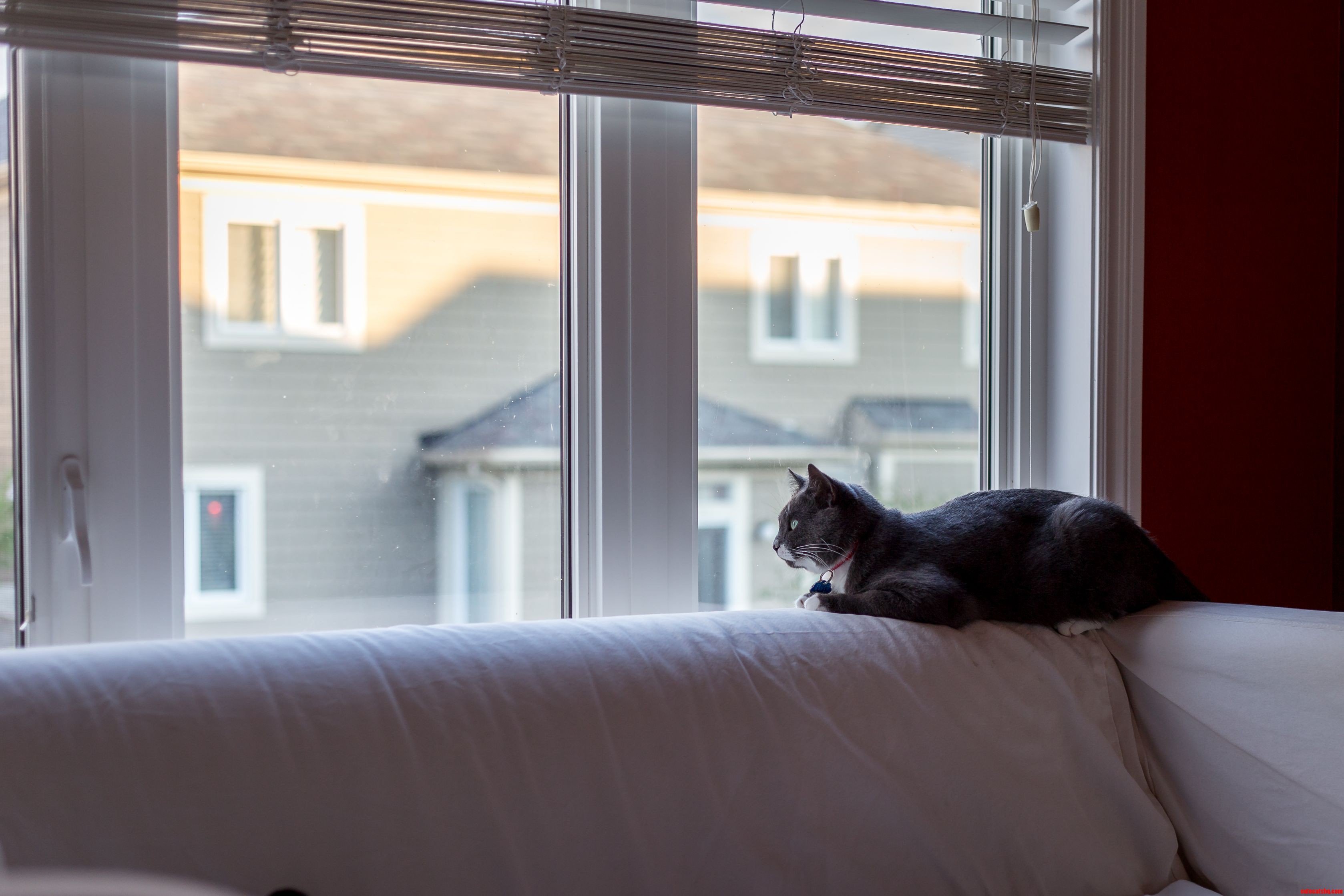 Oliver Doing His Daily Surveillance