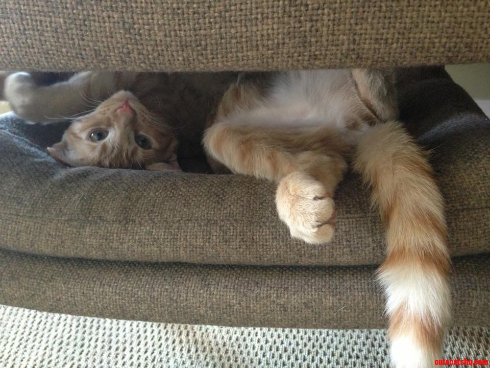Oscar Seems to Be Comfortable.