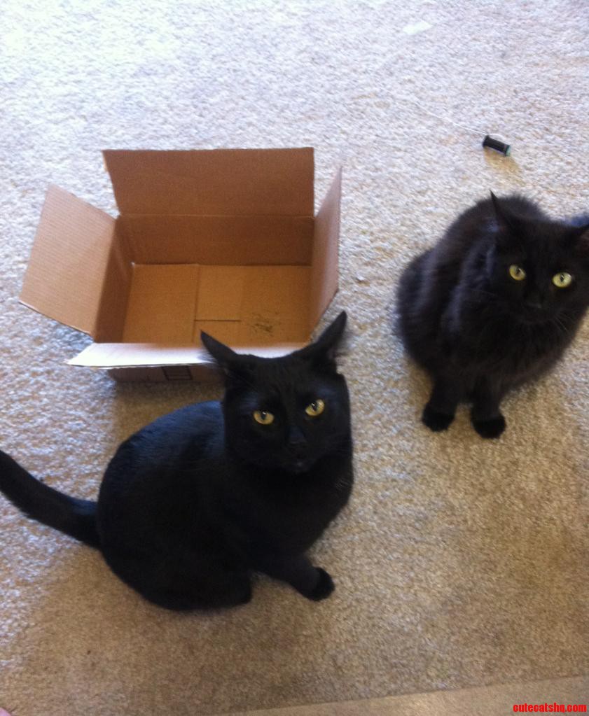 Ossi and Minx Dont Understand Boxes.