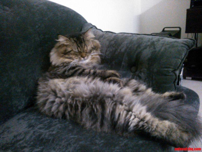 Our Cat Is Majestic