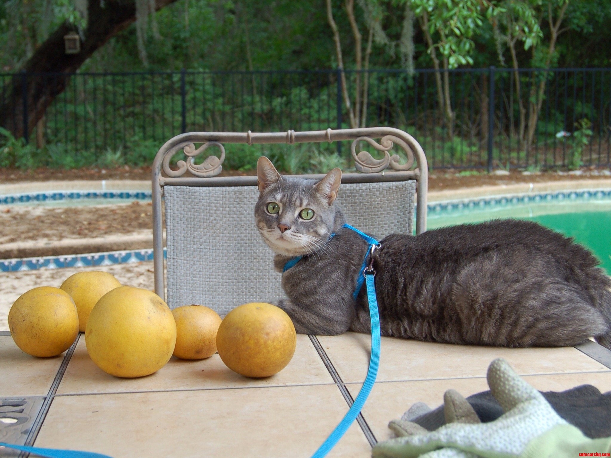 Our Cat Oliver on a Supervised Outside Visit.
