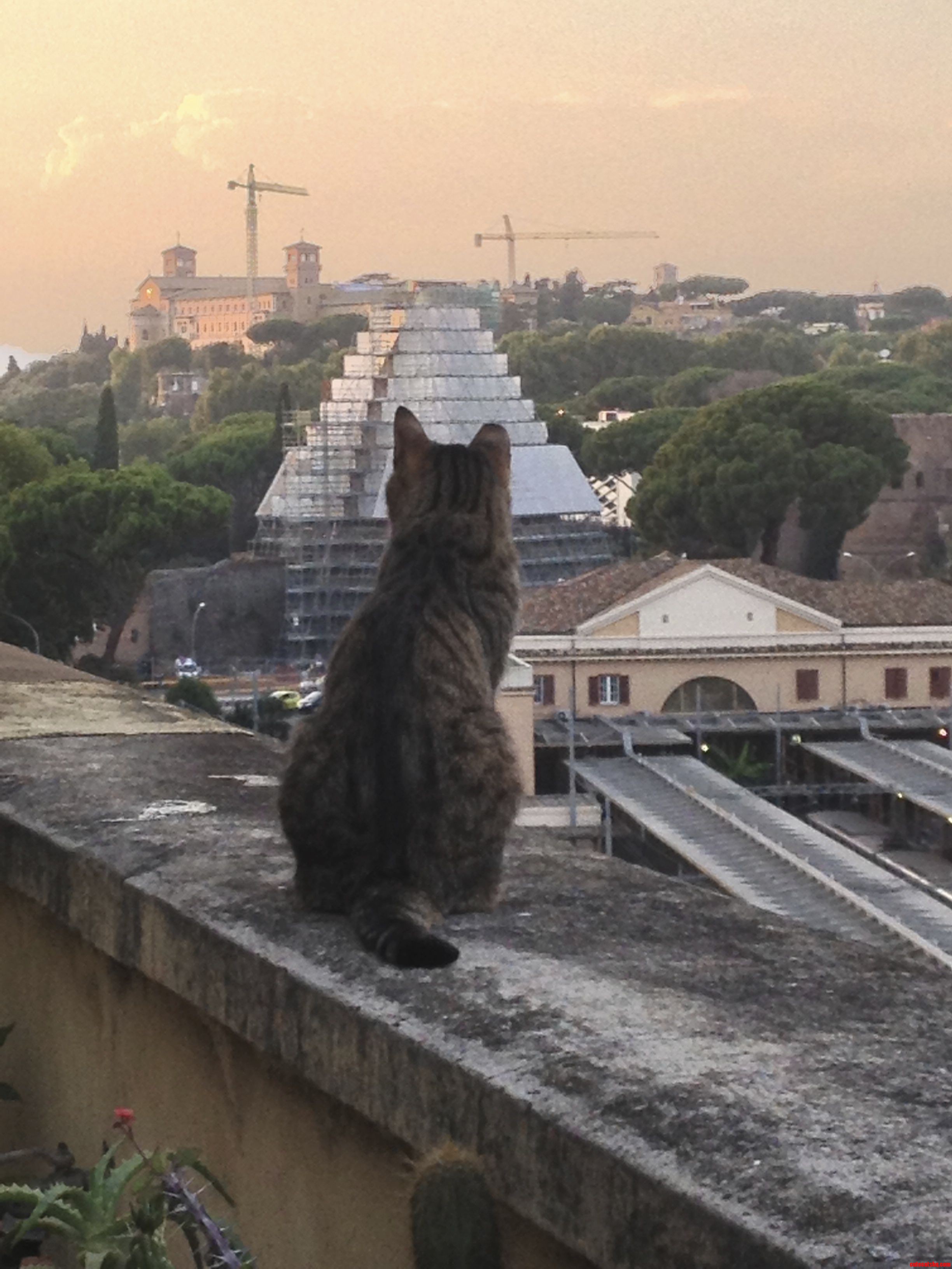 Our Cat Watching the Pyramid Getting Renovated.