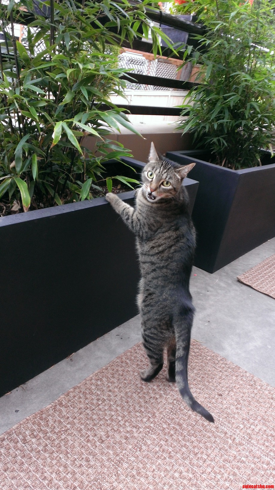 Our Kitty Teela  Standing in Utter Disbelief