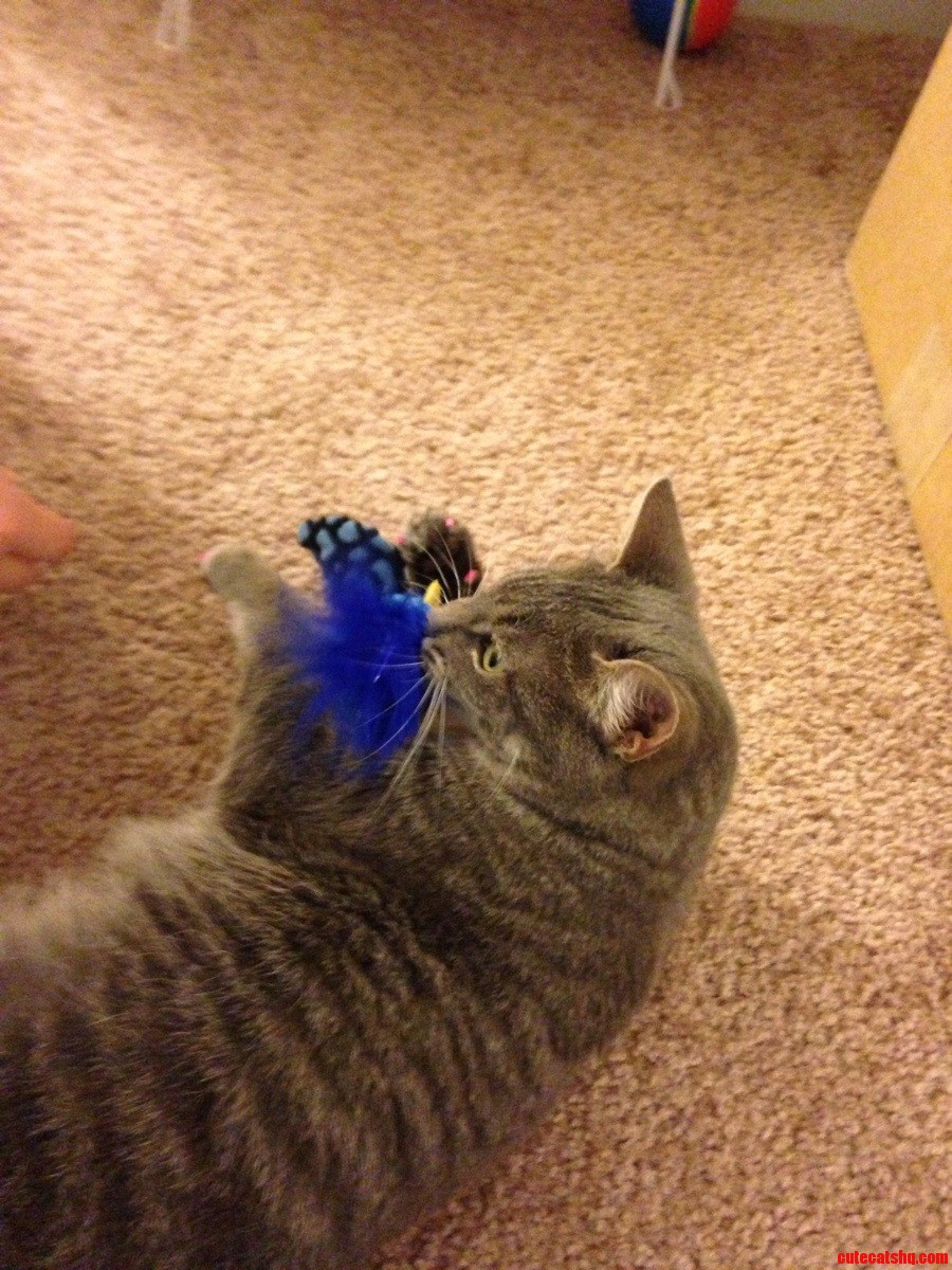 Our New Rescue Cat