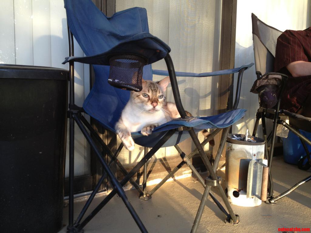 Outside Cat.
