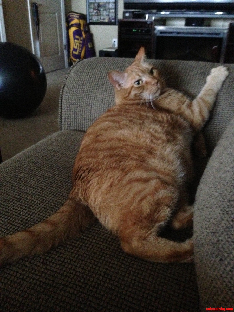 Petsitting This Big Guy
