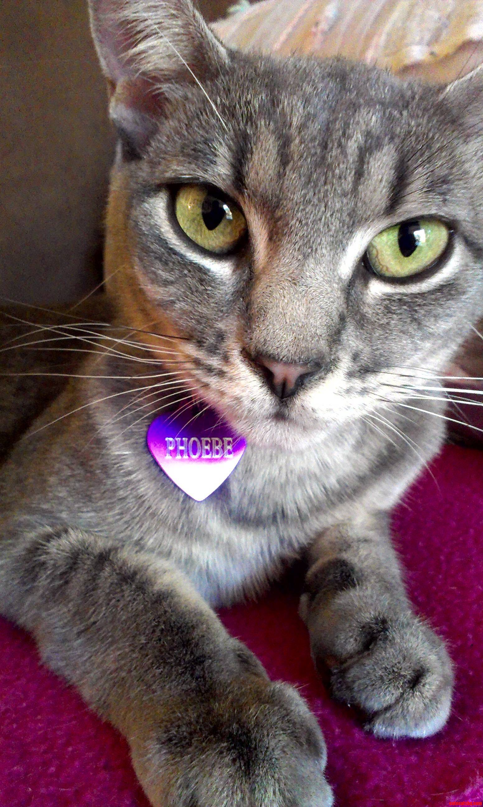 Pheobe's Beautiful Eyes.