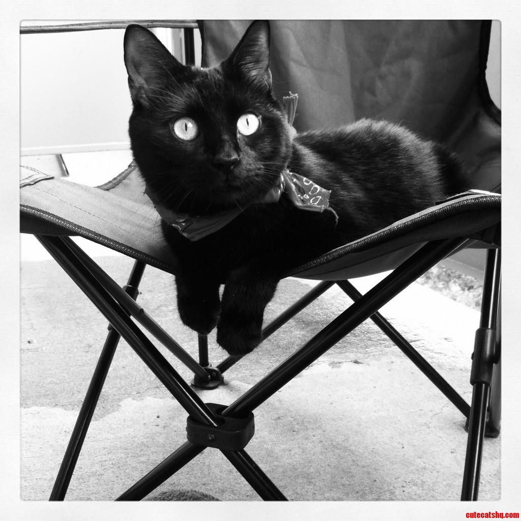 Photogenic Cat