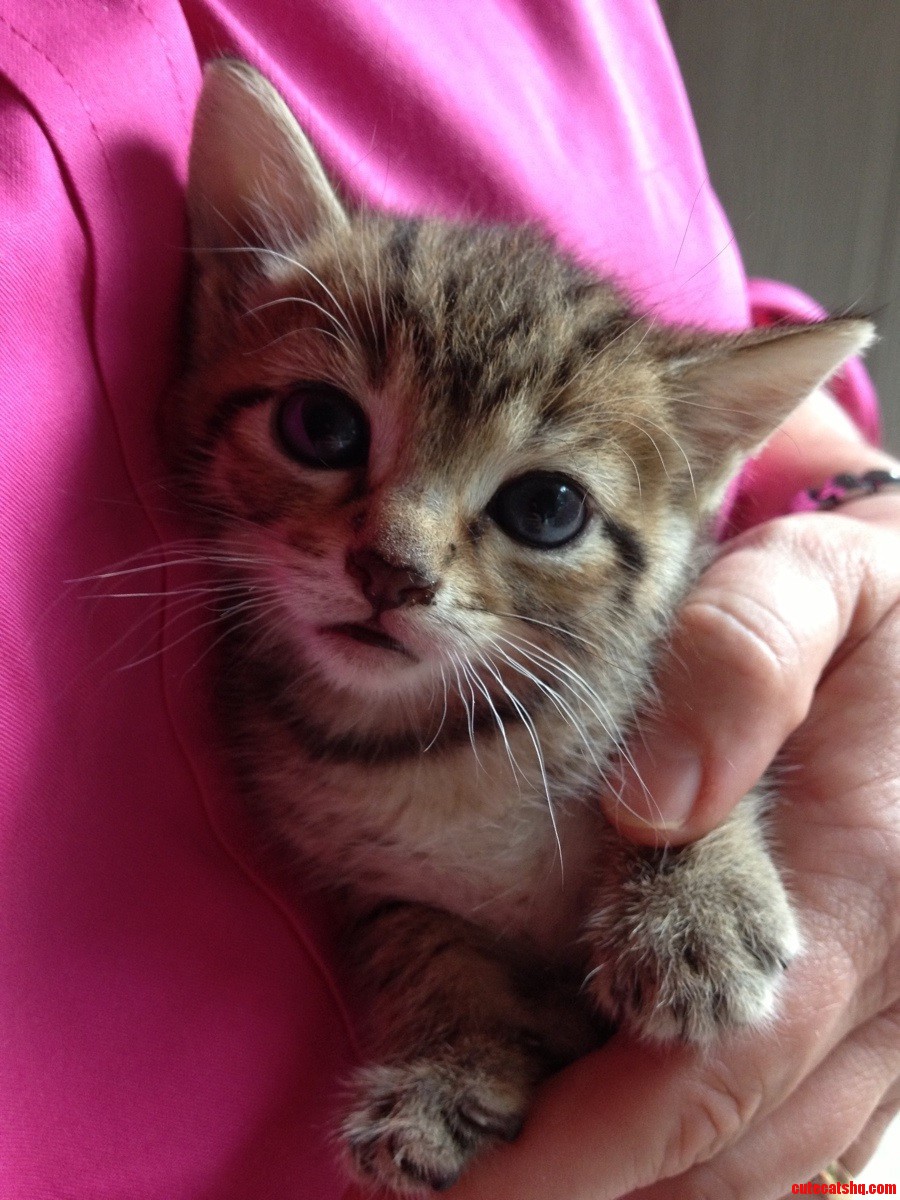 Photogenic Kitten