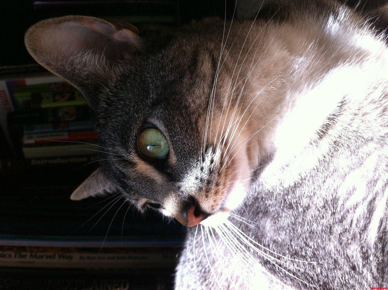 Picture of My Cat Pippin Plotting Her Next Kill