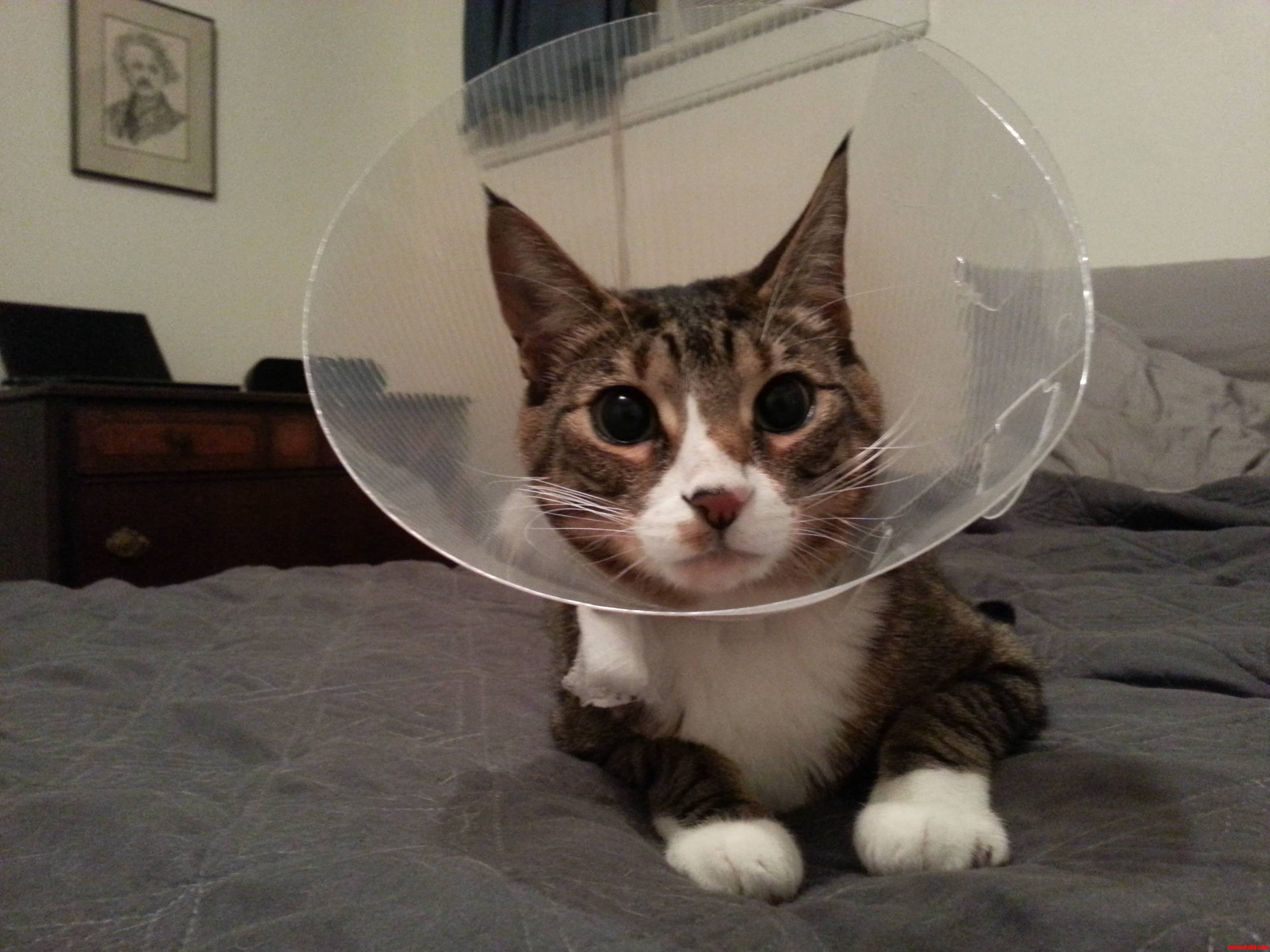 Poor Frisco Hurt His Paw  Now He Has to Be a Conehead...