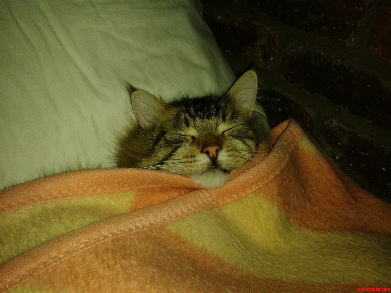 Raiden Loves to Snuggle Up