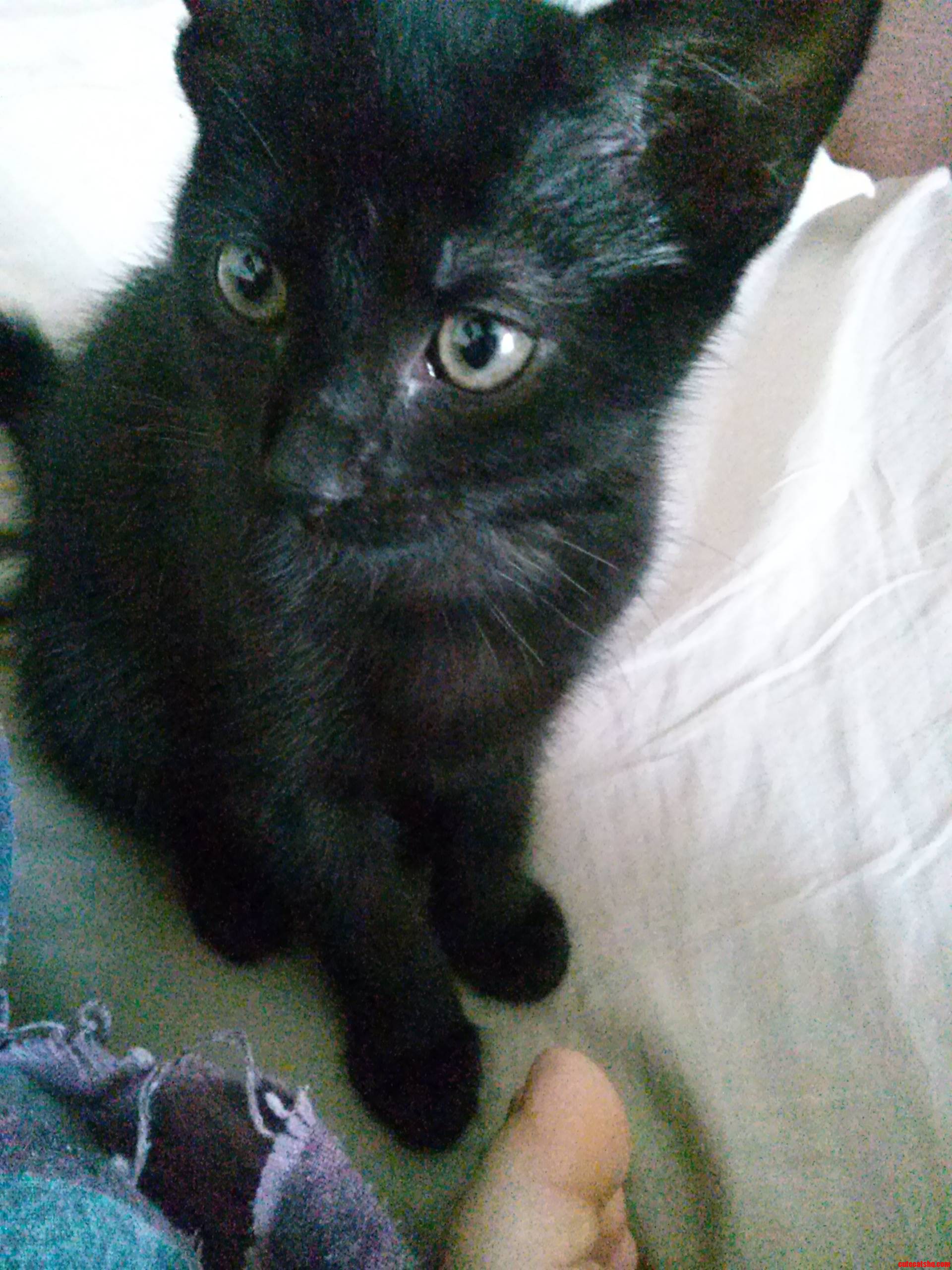 Raven  My Beautiful Girl.