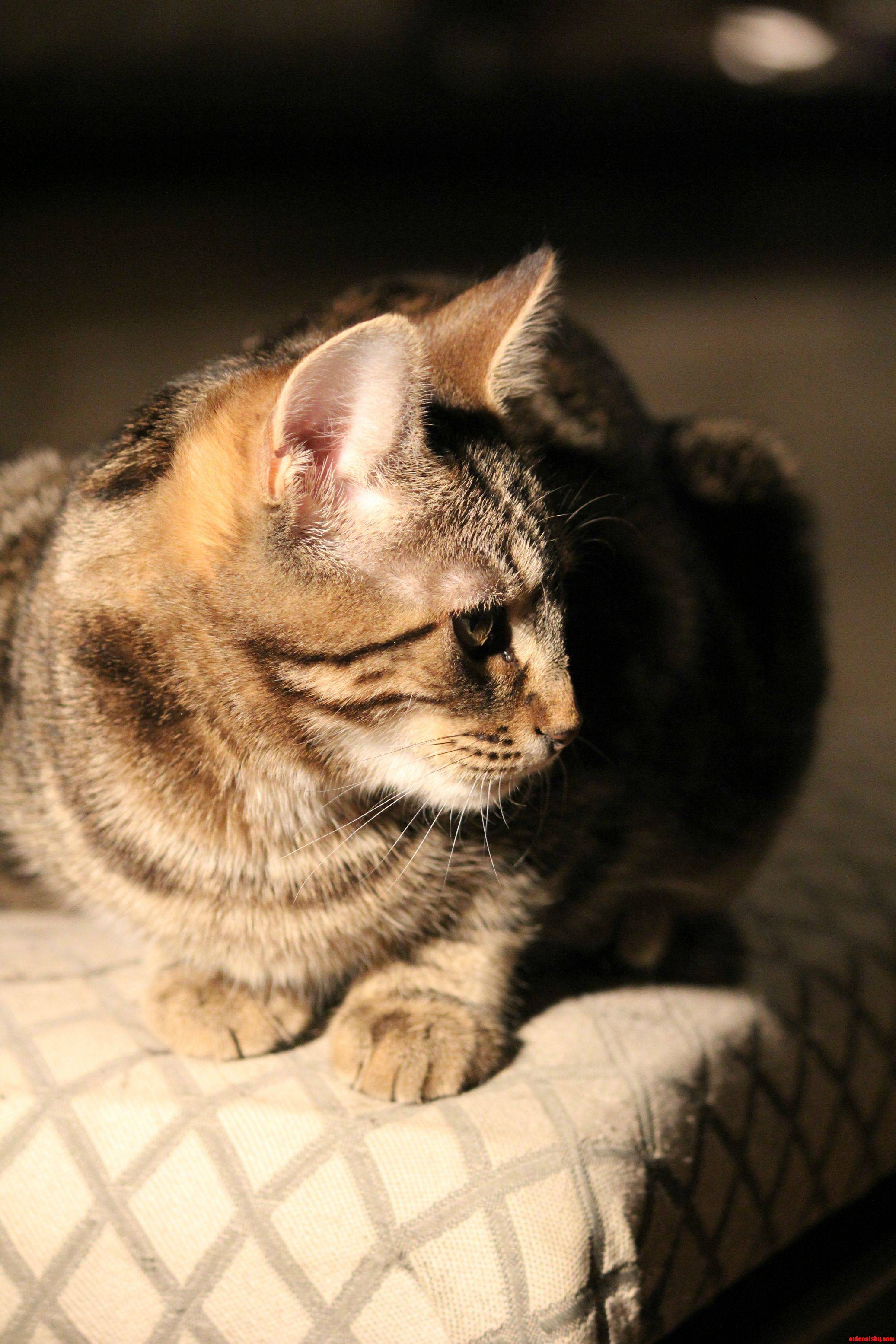 Raw Cat
