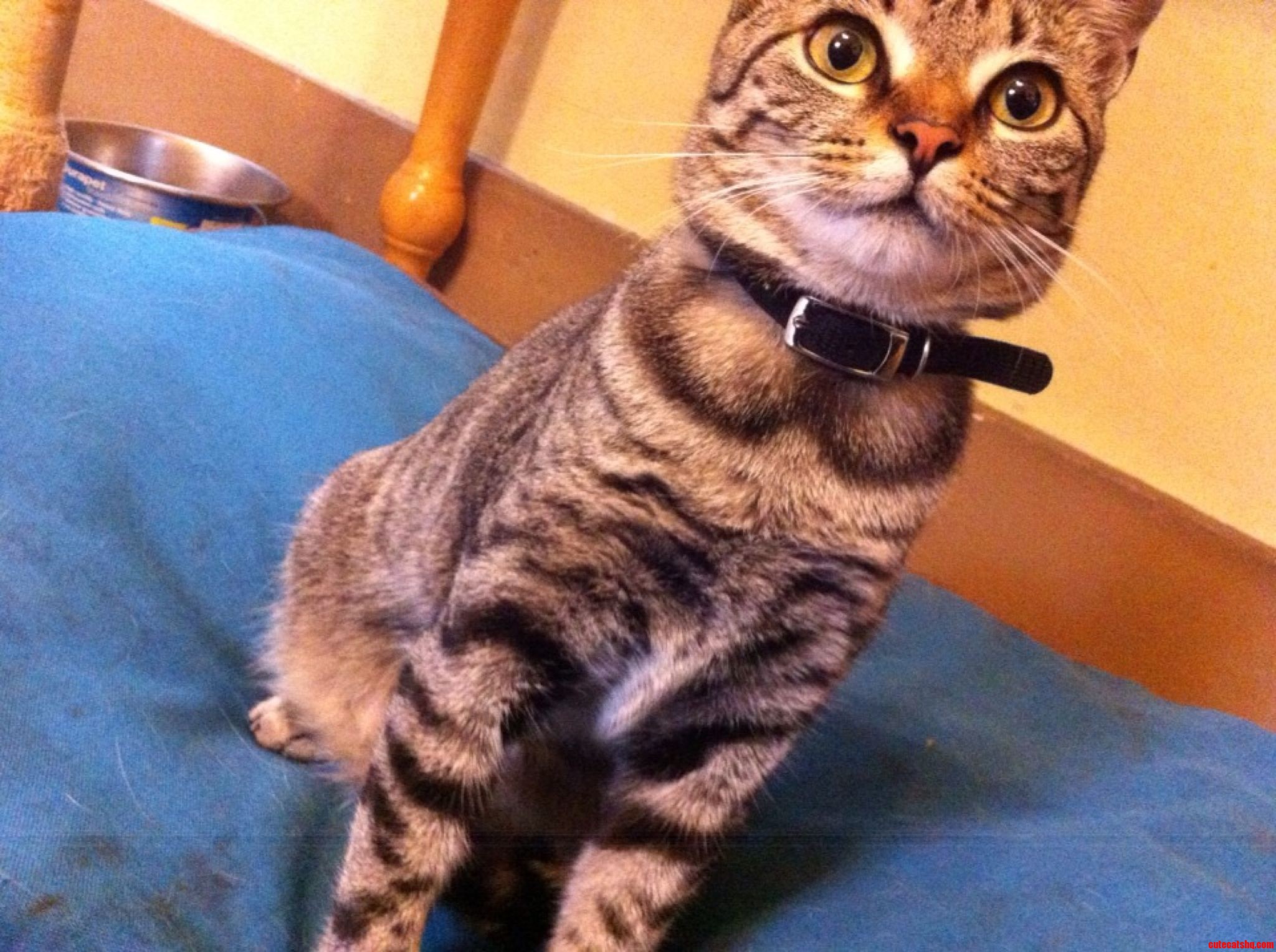 Round Collar Kitty