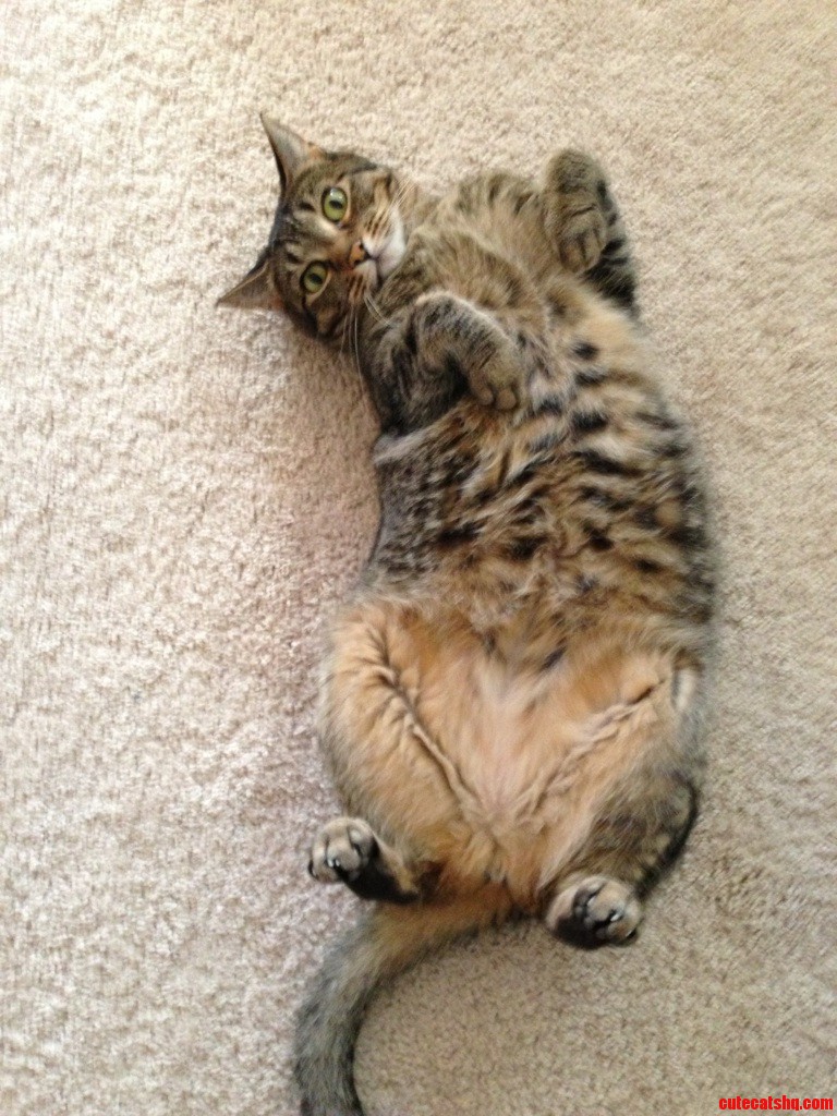 Sadie Setting a Trap.