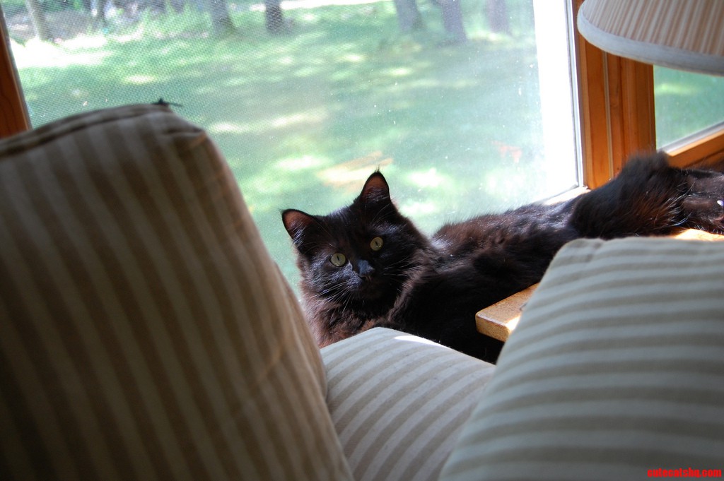 Samson S Indoor Favorite Bird Watching Spot
