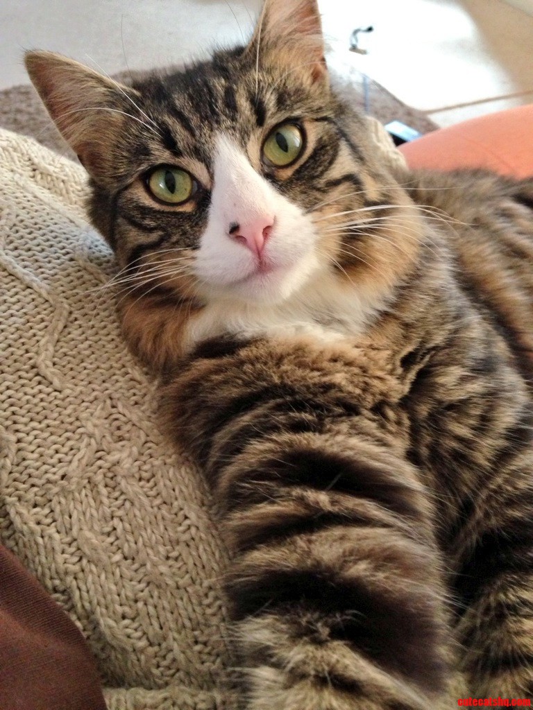 Selfie for All the Lady Cats Out There.