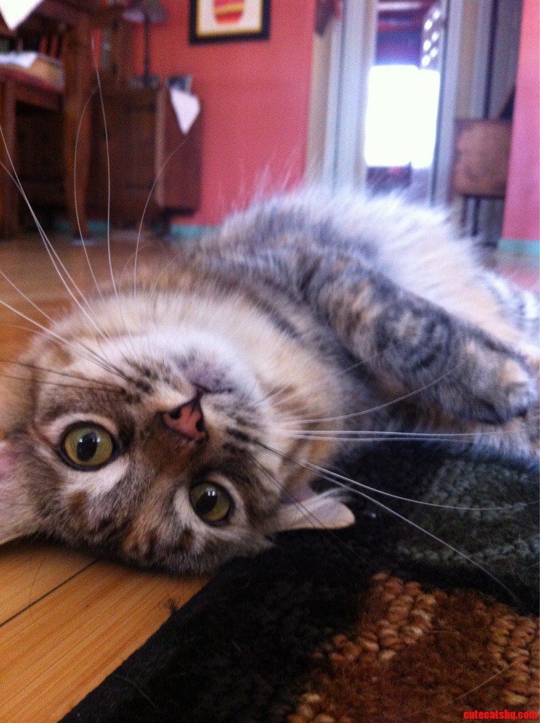 She Turned One Today and She's Become Such a Beautiful Cat