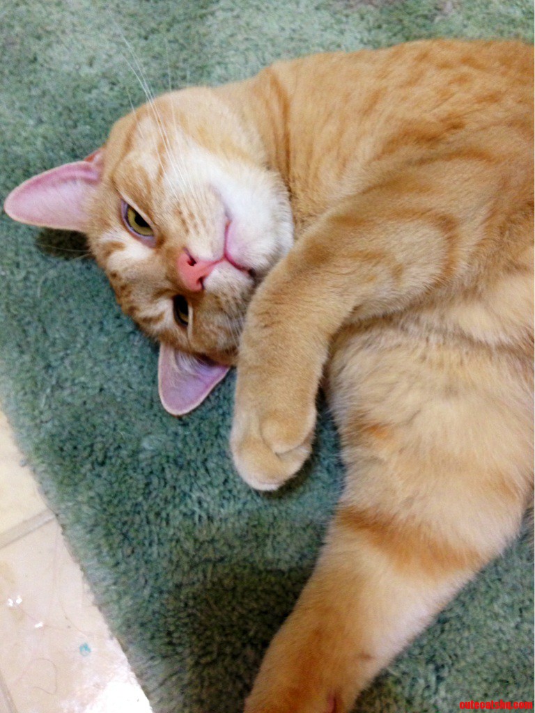 Sherbert on the Bath Mat.