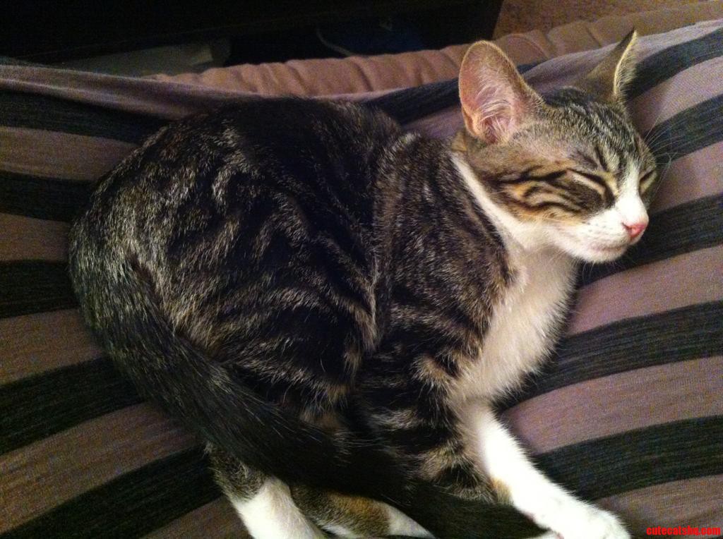 She's Kind of Folded in the Shape of a Heart 3