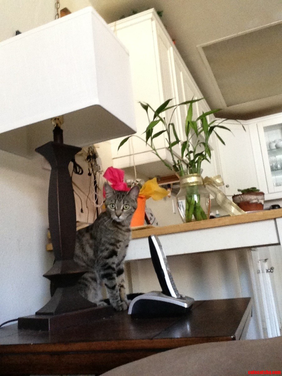She's on Her Way to Attack the Plant