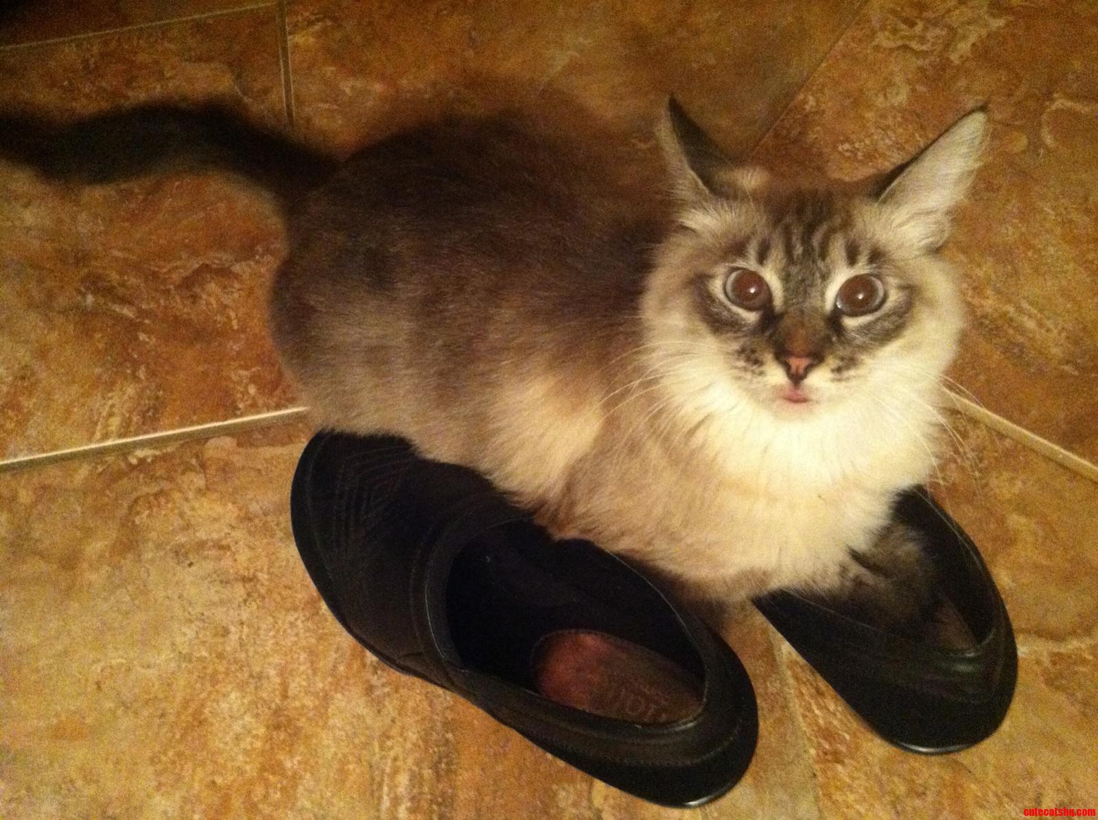 Silly Kitty  Those Are People Shoes