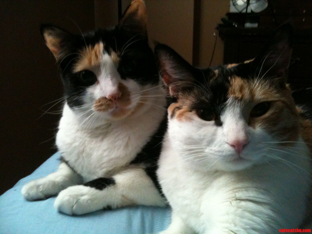 Sisters from Two Separate Shelters. This Is the Best Picture I Will Ever Get of These Two Together.