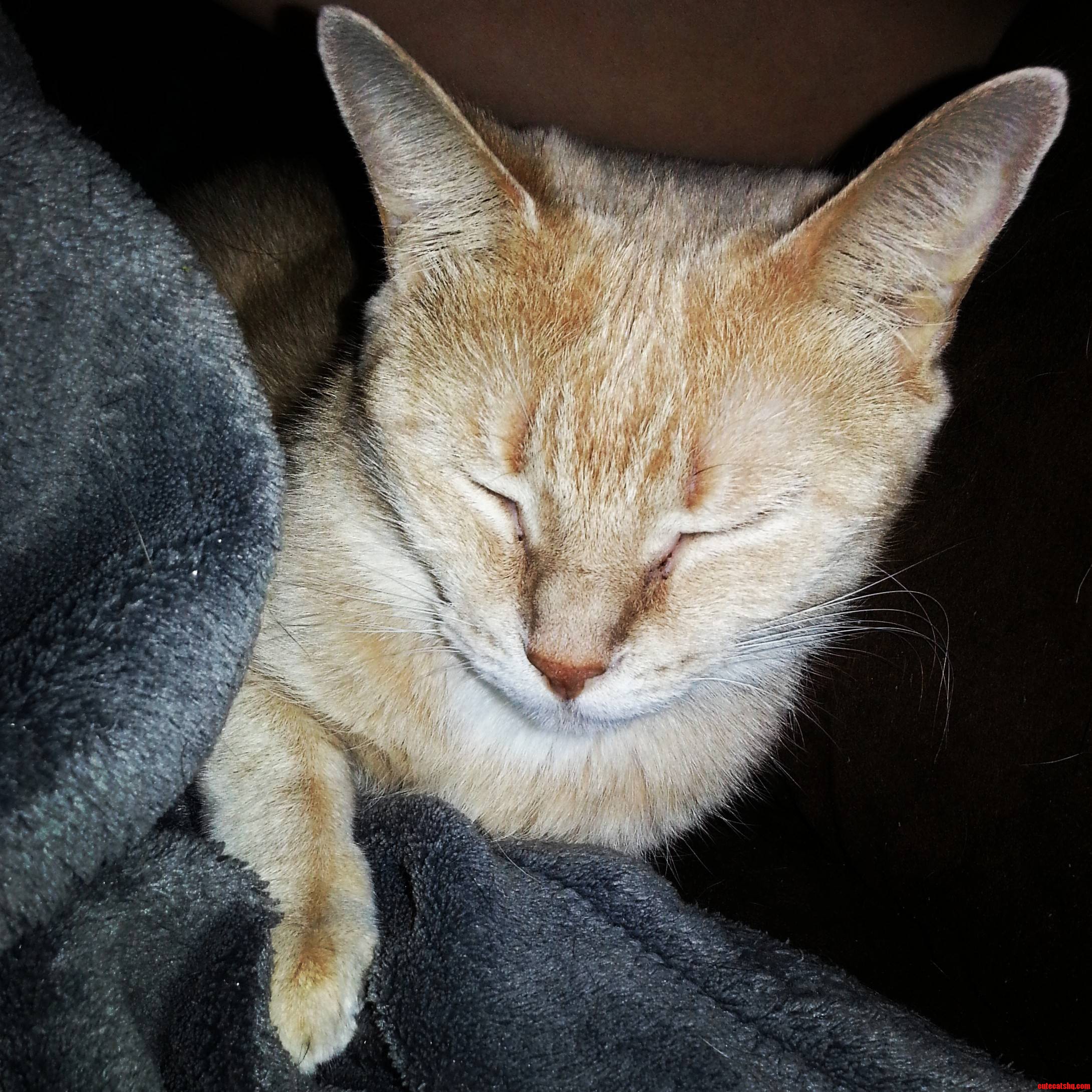 Sleepy Kitty Purr Purr Purr