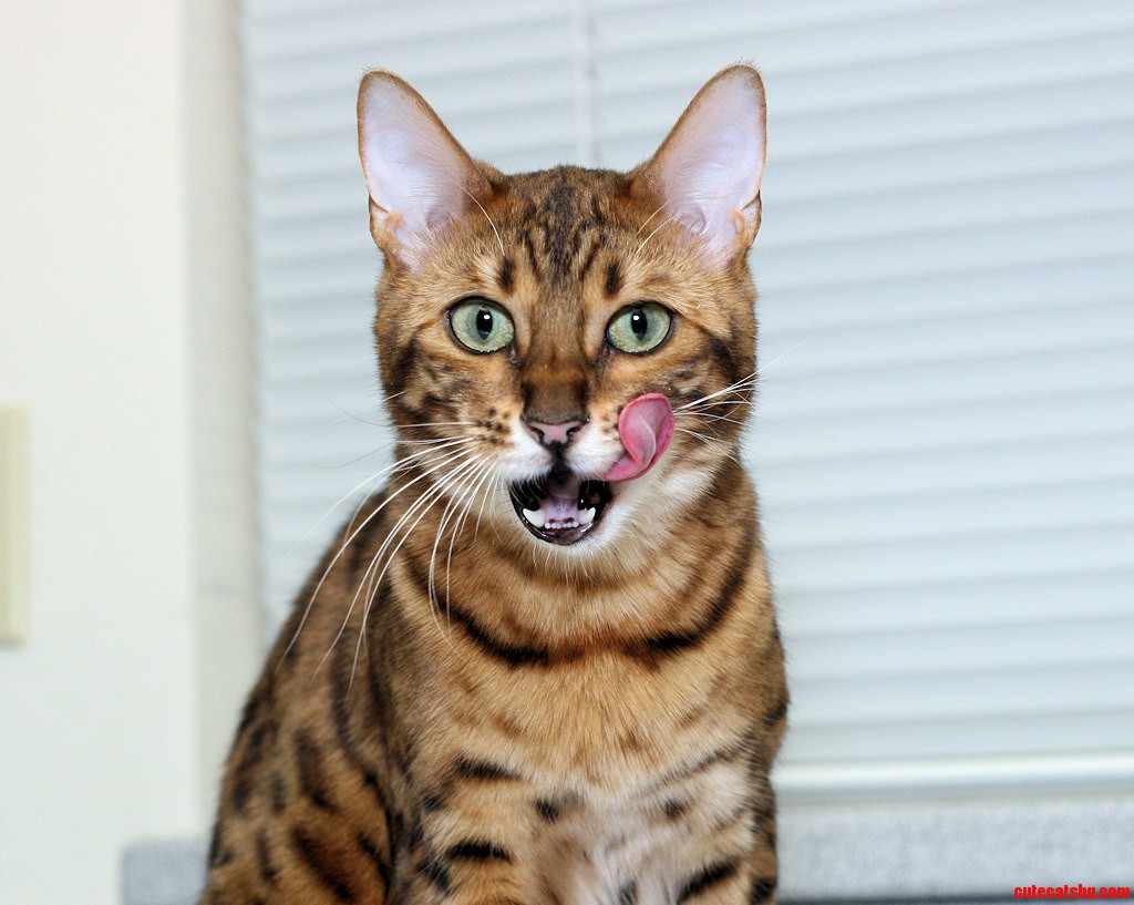 Slurp. My Bengal Cat Buddy