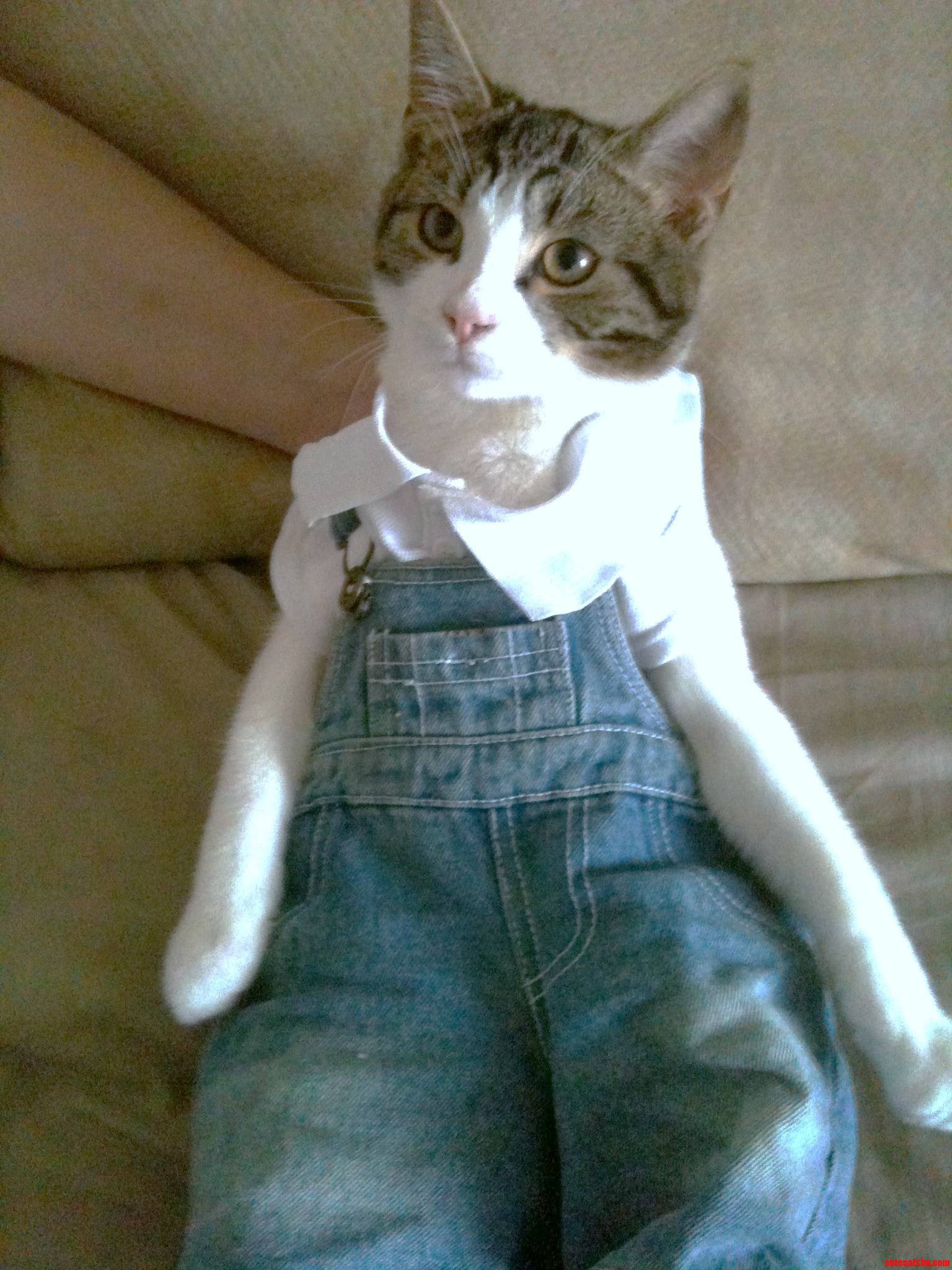 So  I Decided to Dress My Cat Up...