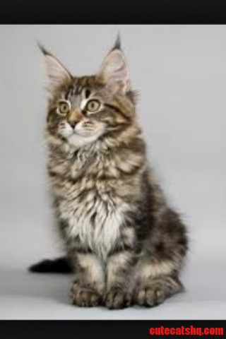 So My Great Grandfather Just Purchased. Meet Daisy.