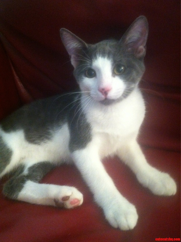 So My Wife and I Got a Cat... Everyone Meet Joey