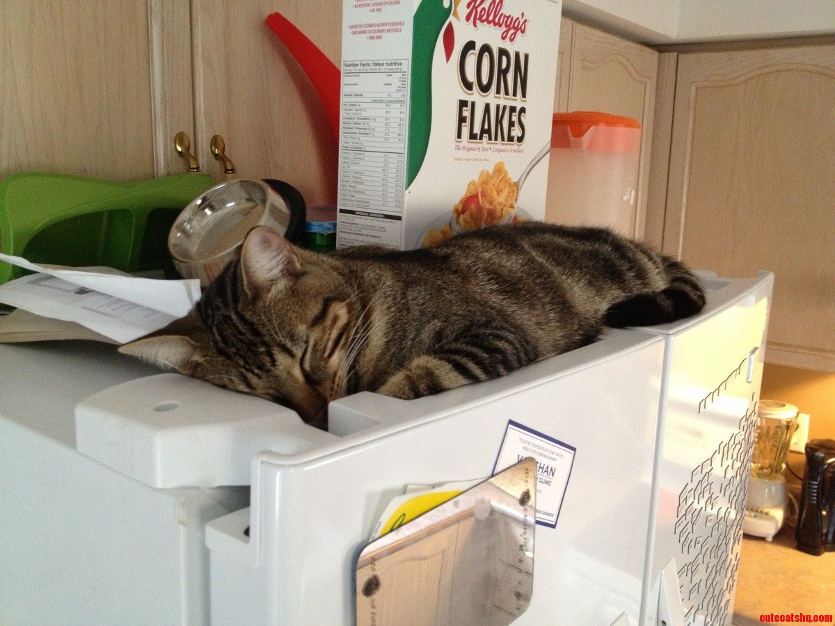 Spent an Hour Looking for Him  Found Him Because His Legs Dangled Into the Fridge When I Opened the Doors.