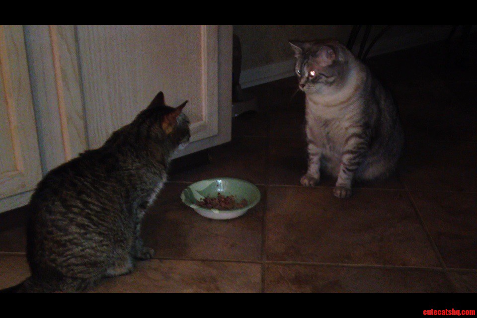Standoff First One to Take a Bite Gets Slapped on the Head.