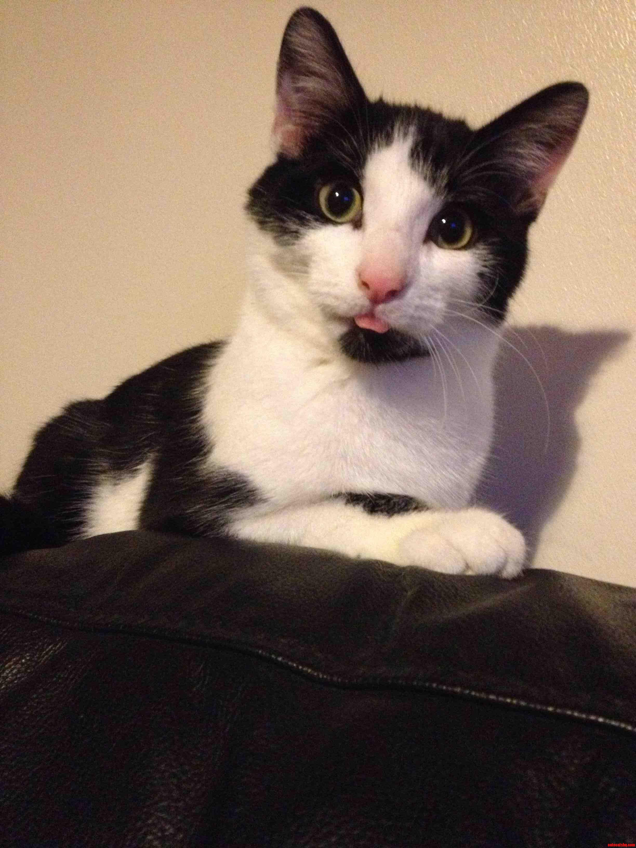 Sticking His Tongue Out