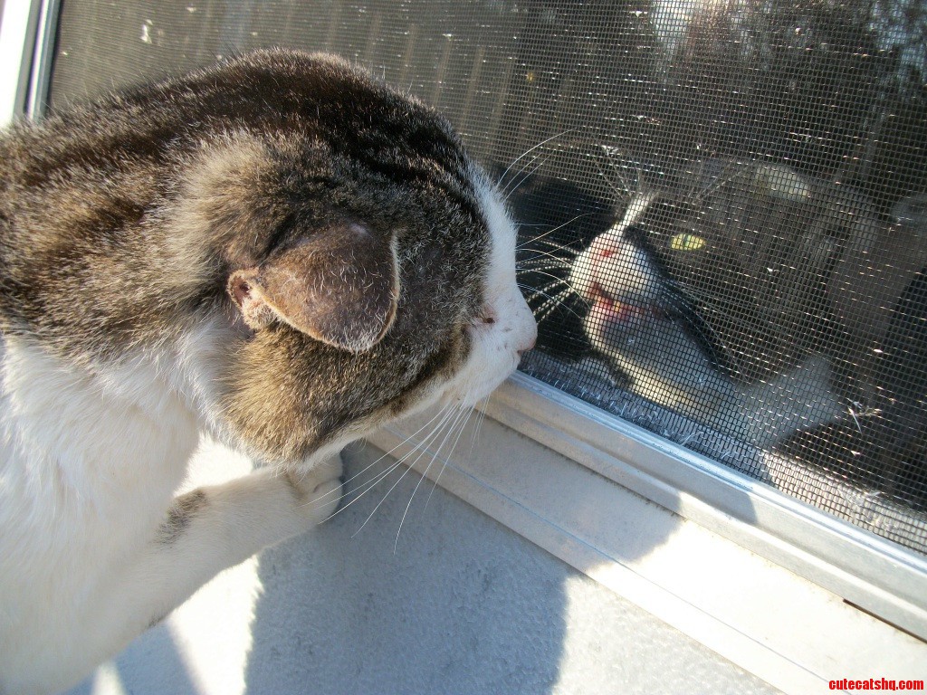 Stray Cat Meets Household Cat.