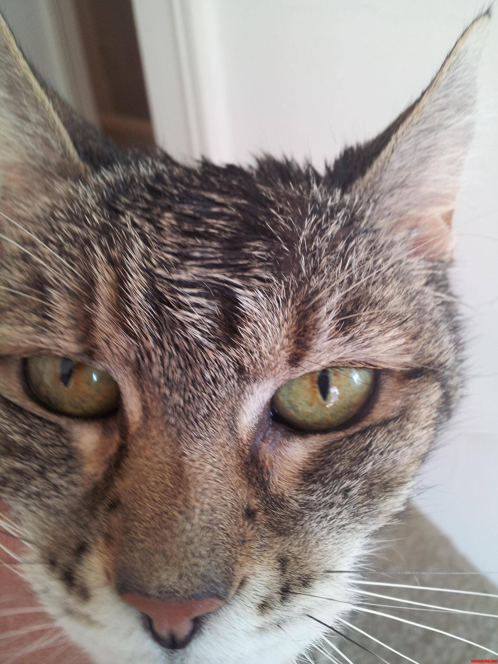 Styled My Cats Hair This Morning