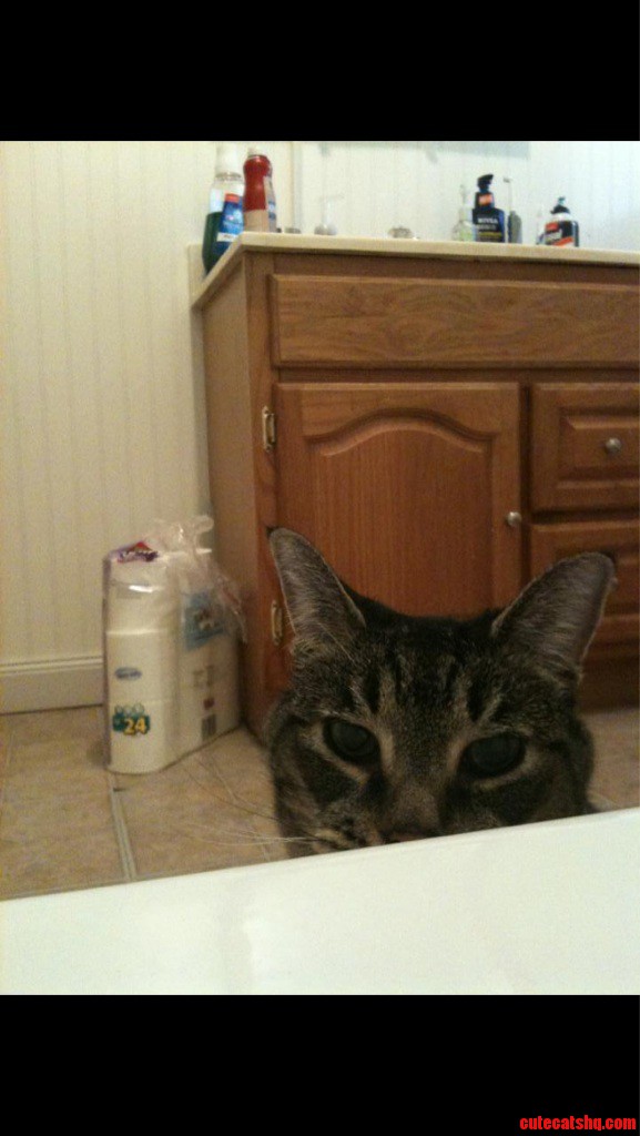 Such a Pest