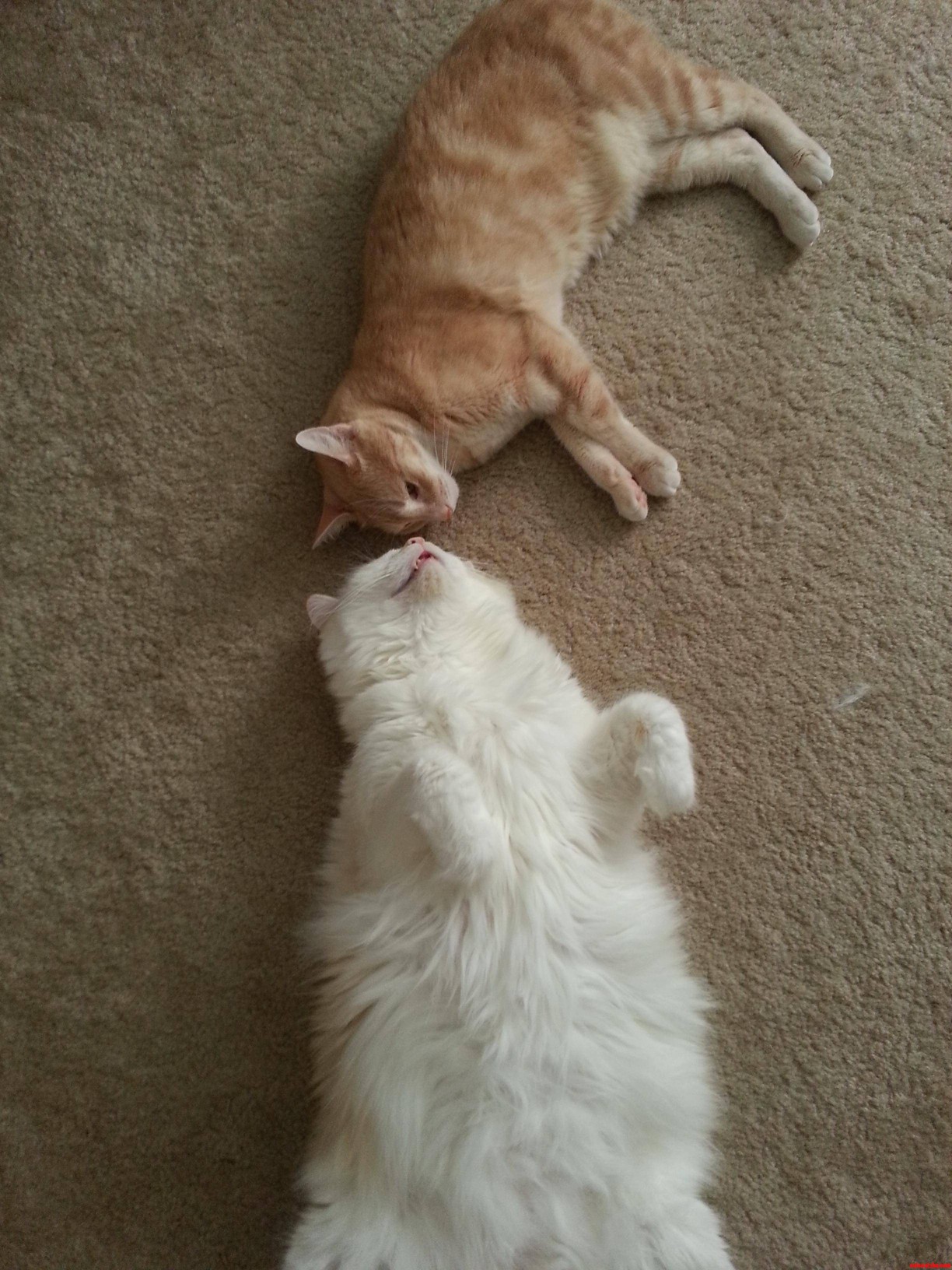 Taking a Nap Together