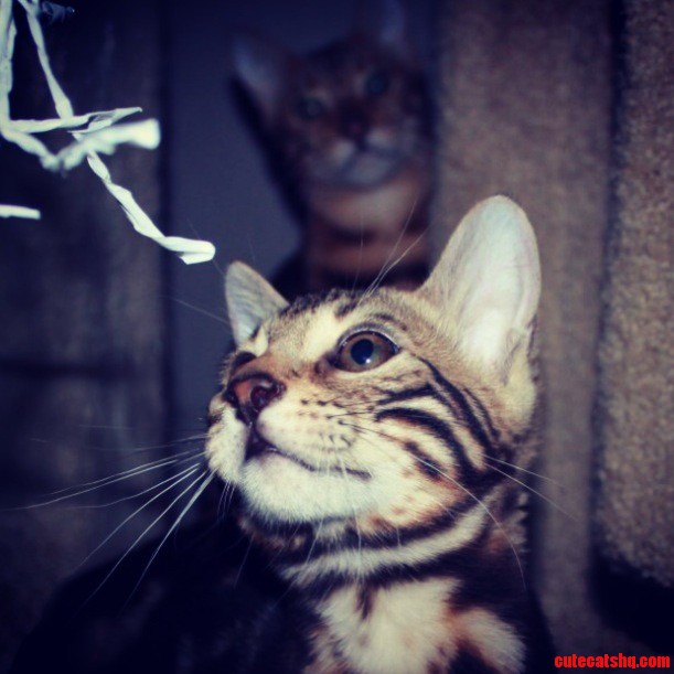 Taking a Picture of Our New Bengal