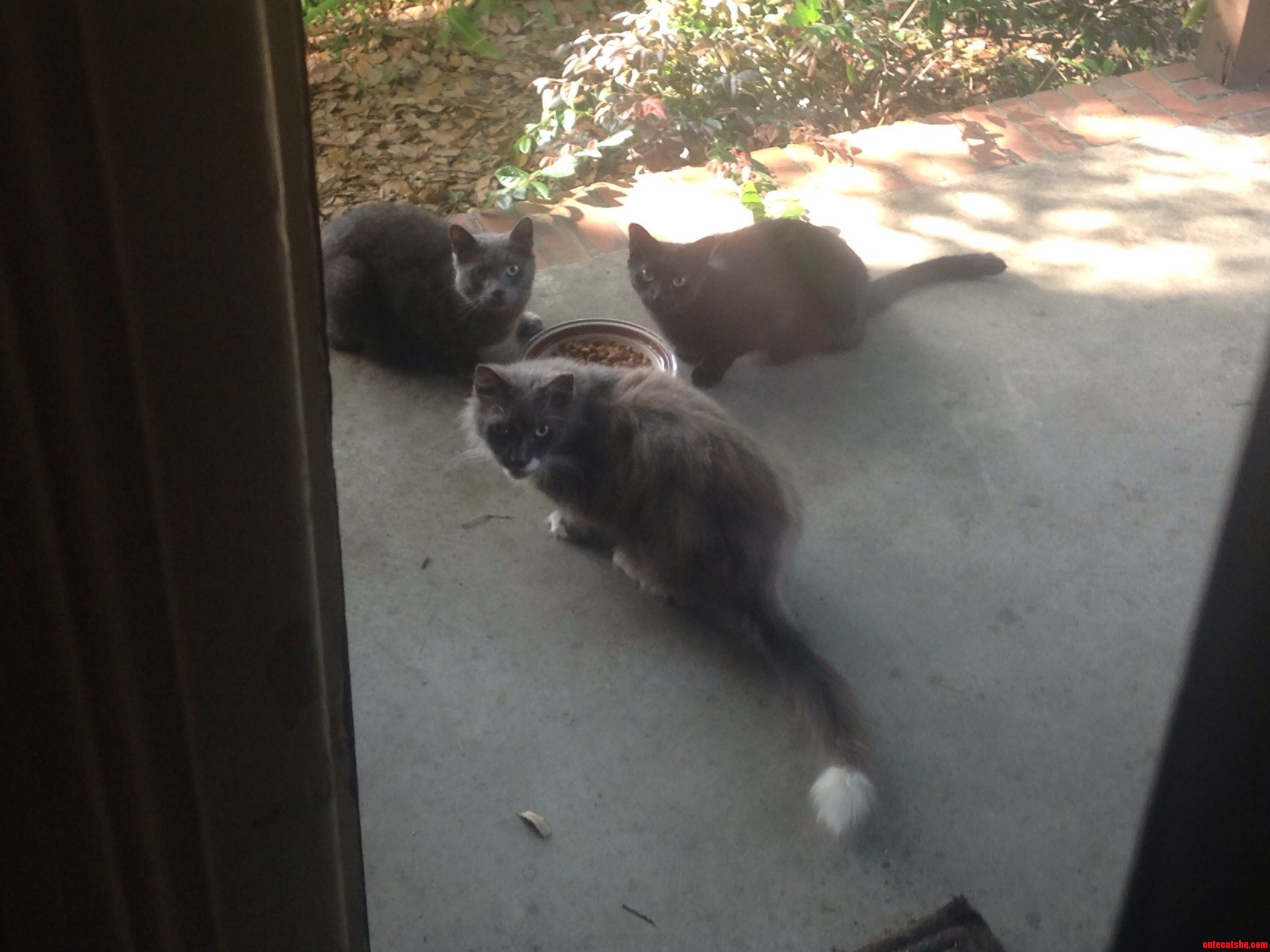 Taking Care of the Outside Kitties.