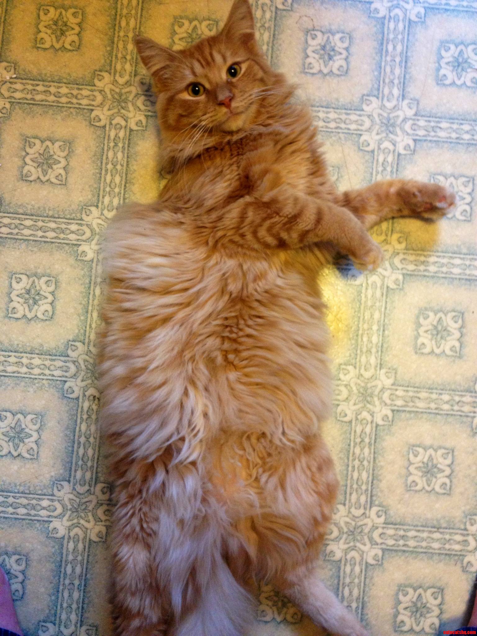 That Belly